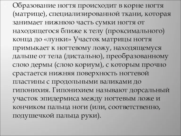 Образование ногтя происходит в корне ногтя (матрице), специализированной ткани, которая