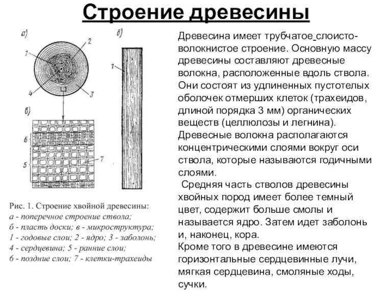 Строение древесины Древесина имеет трубчатое слоисто-волокнистое строение. Основную массу древесины