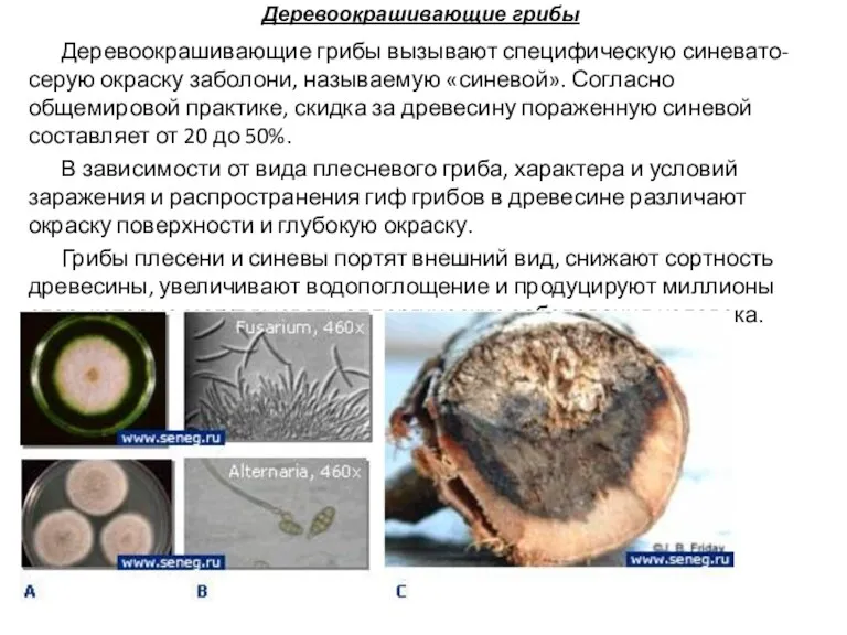 Деревоокрашивающие грибы Деревоокрашивающие грибы вызывают специфическую синевато-серую окраску заболони, называемую