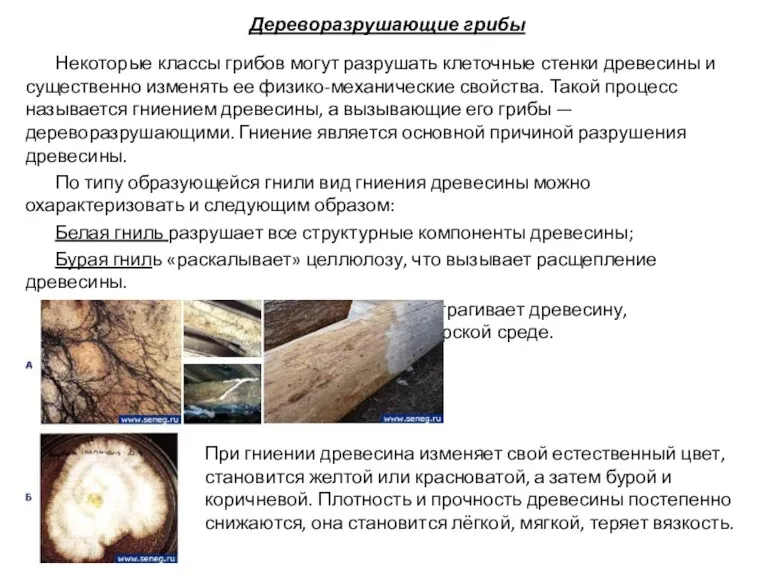 Дереворазрушающие грибы Некоторые классы грибов могут разрушать клеточные стенки древесины