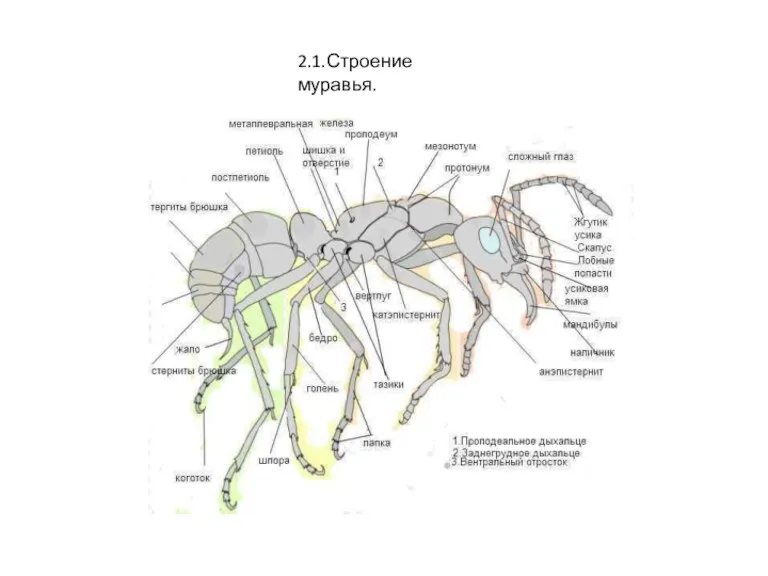 2.1.Строение муравья.