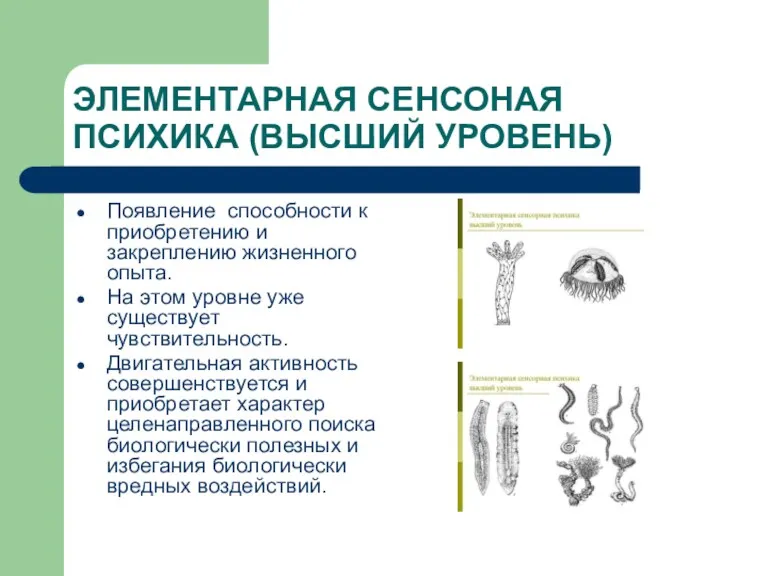 ЭЛЕМЕНТАРНАЯ СЕНСОНАЯ ПСИХИКА (ВЫСШИЙ УРОВЕНЬ) Появление способности к приобретению и