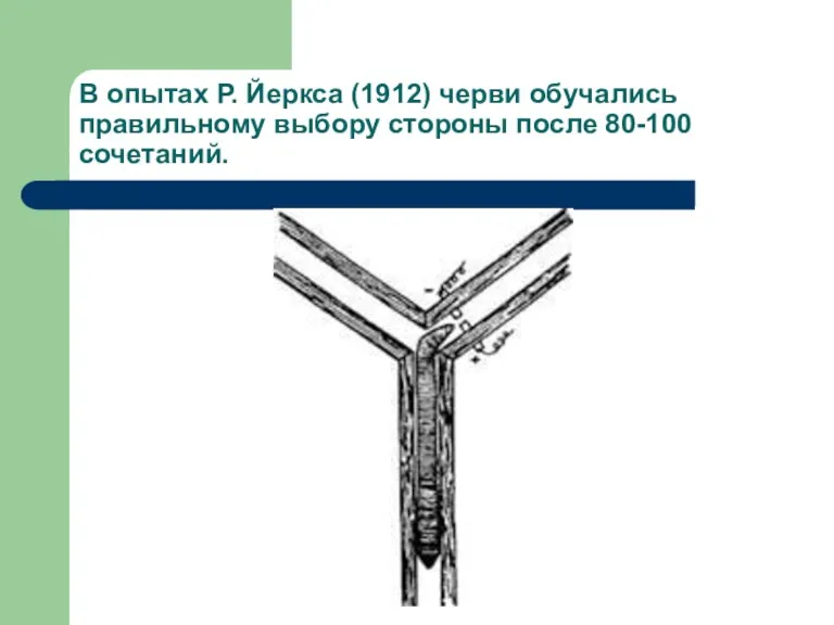 В опытах Р. Йеркса (1912) черви обучались правильному выбору стороны после 80-100 сочетаний.