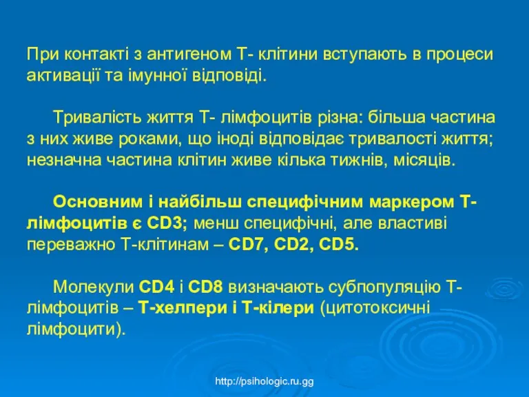 При контакті з антигеном Т- клітини вступають в процеси активації