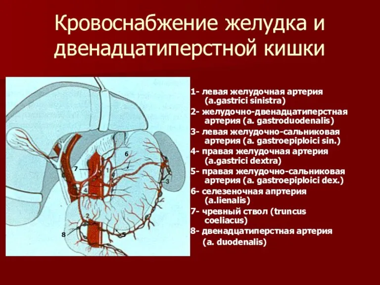 Кровоснабжение желудка и двенадцатиперстной кишки 1- левая желудочная артерия (a.gastrici