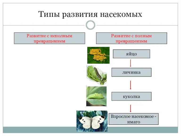 Типы развития насекомых Развитие с неполным превращением Развитие с полным