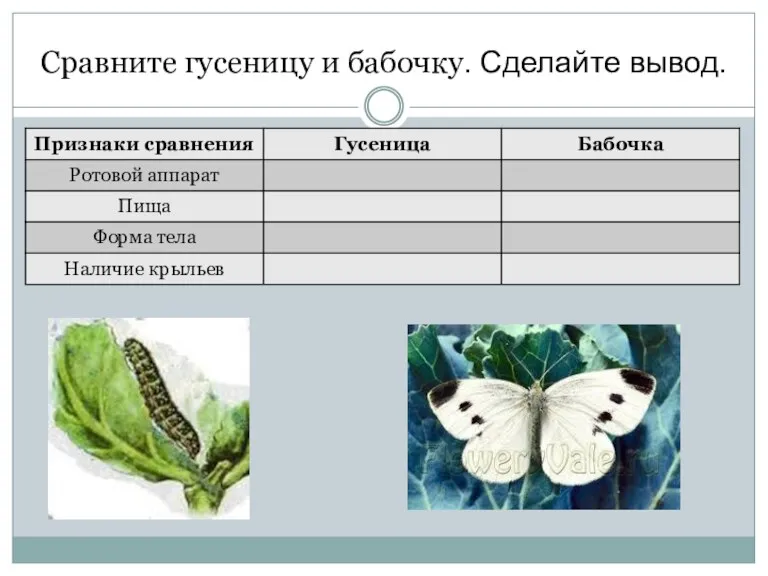 Сравните гусеницу и бабочку. Сделайте вывод.