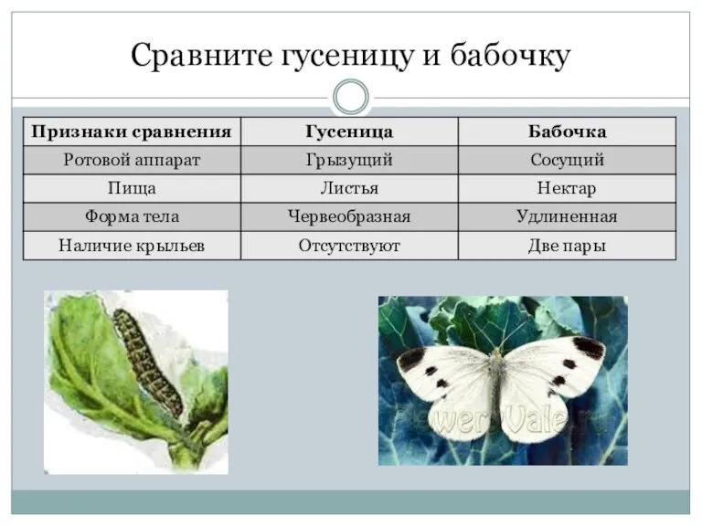 Сравните гусеницу и бабочку