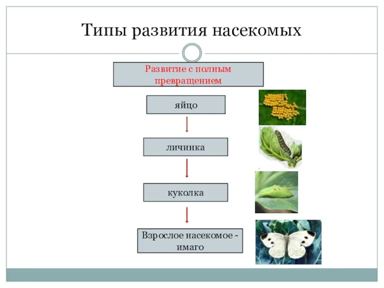 Типы развития насекомых Развитие с полным превращением яйцо личинка Взрослое насекомое - имаго куколка