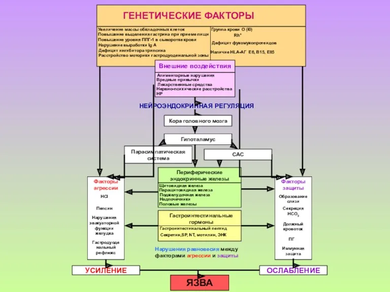 ГЕНЕТИЧЕСКИЕ ФАКТОРЫ Увеличение массы обкладочных клеток Повышение выделения гастрина при