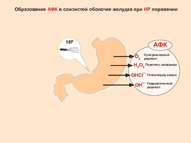 Ō2 Супероксидный радикал АФК Н2О2 Перекись водорода ОНCl¯ Гипохлорид анион