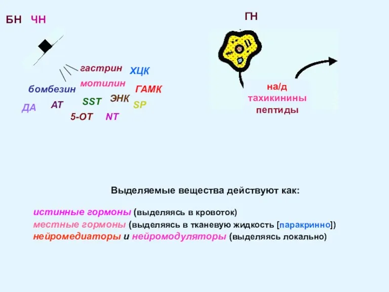 БН ЧН гастрин ХЦК бомбезин ЭНК SST SP NT АТ