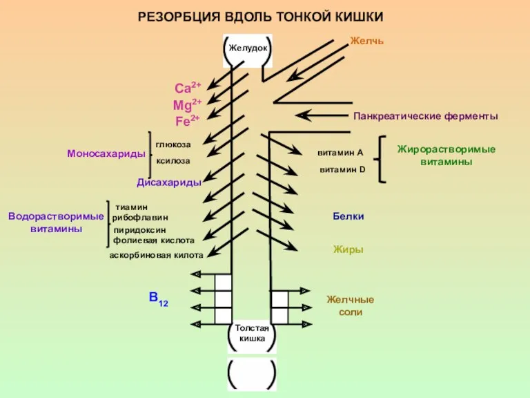 Желудок Желчь Панкреатические ферменты Са2+ Mg2+ Fe2+ Моносахариды глюкоза ксилоза