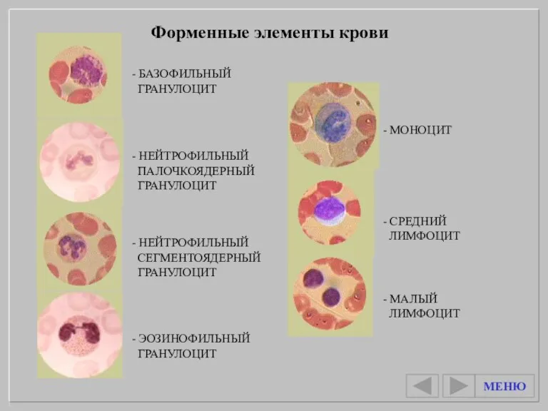 Форменные элементы крови - БАЗОФИЛЬНЫЙ ГРАНУЛОЦИТ - СРЕДНИЙ ЛИМФОЦИТ -