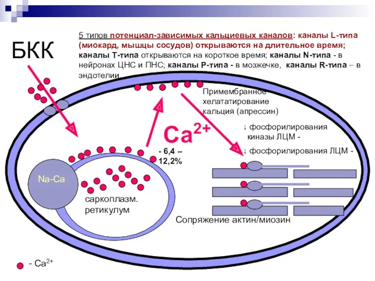 БКК саркоплазм. ретикулум Сопряжение актин/миозин Са2+ Na-Ca - Ca2+ Примембранное