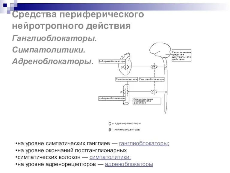 Средства периферического нейротропного действия Ганглиоблокаторы. Симпатолитики. Адреноблокаторы. на уровне симпатических