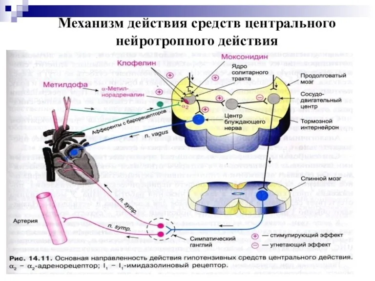 Механизм действия средств центрального нейротропного действия