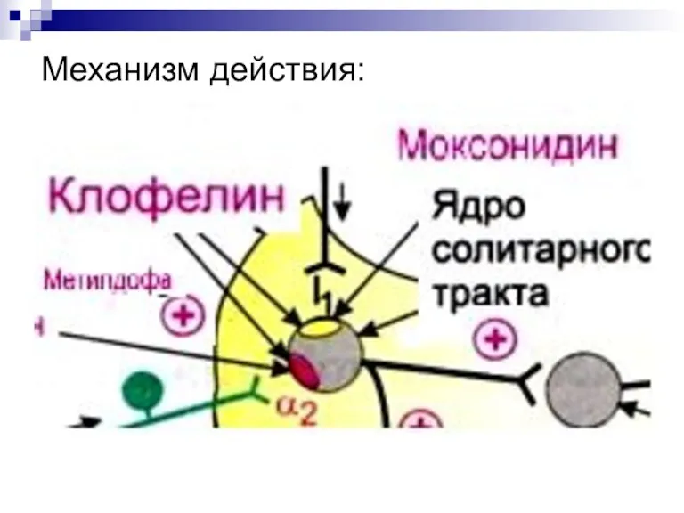 Механизм действия: