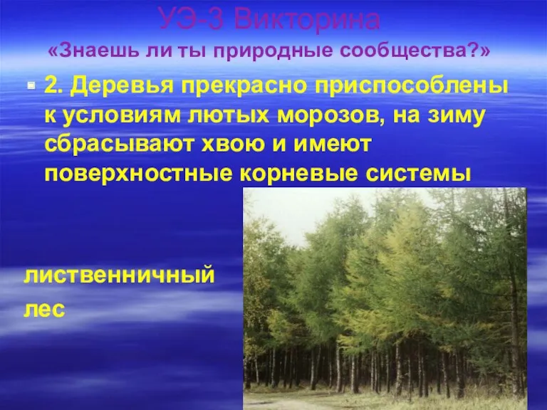 УЭ-3 Викторина «Знаешь ли ты природные сообщества?» 2. Деревья прекрасно