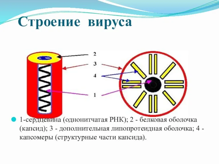 Строение вируса 1-сердцевина (однонитчатая РНК); 2 - белковая оболочка (капсид);