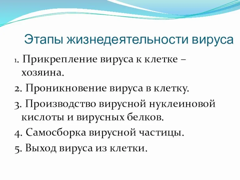 Этапы жизнедеятельности вируса 1. Прикрепление вируса к клетке –хозяина. 2.