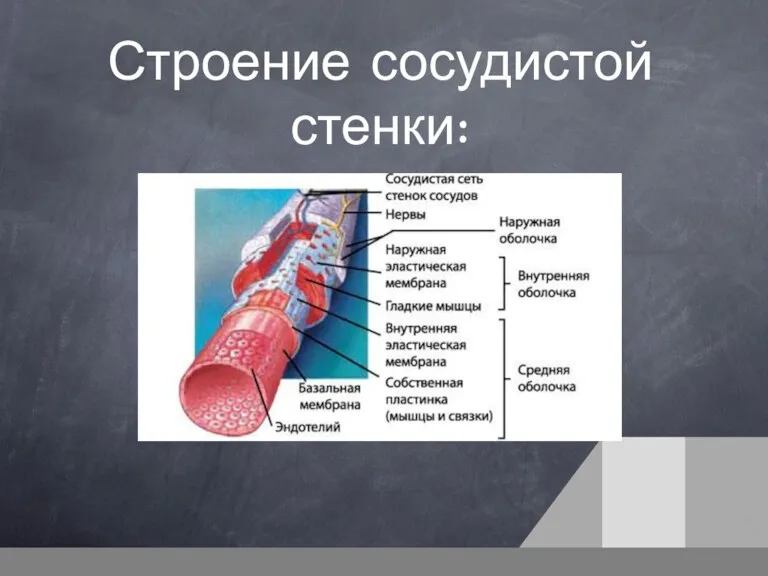 Строение сосудистой стенки: 1.Интима 2. Медиа 3. Адвентиция