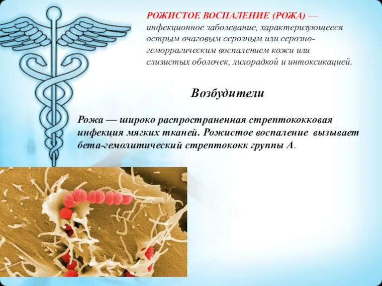 Возбудители Рожа — широко распространенная стрептококковая инфекция мягких тканей. Рожистое