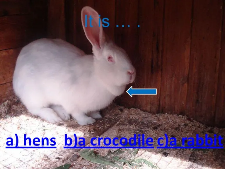 It is … . c)a rabbit b)a crocodile a) hens