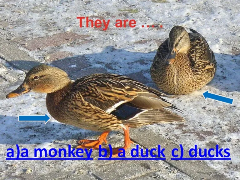 They are … . a)a monkey b) a duck c) ducks