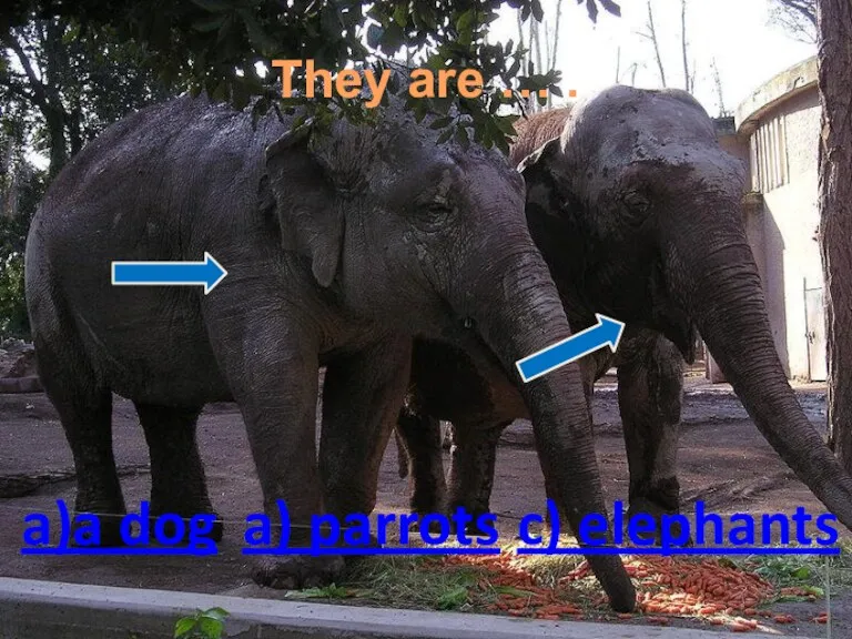 They are … . a)a dog a) parrots c) elephants