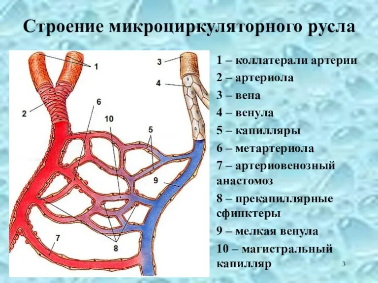 Строение микроциркуляторного русла 1 – коллатерали артерии 2 – артериола