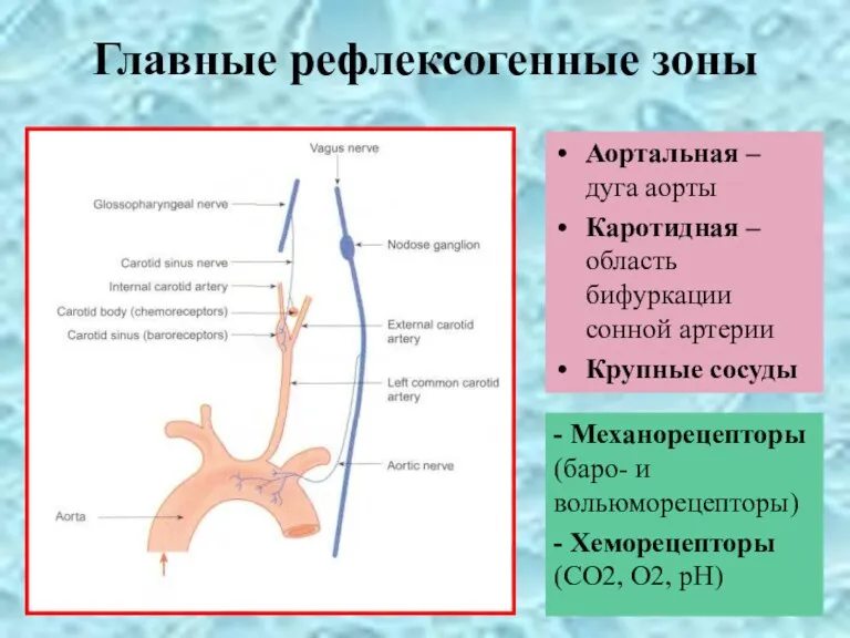 Главные рефлексогенные зоны Аортальная – дуга аорты Каротидная – область