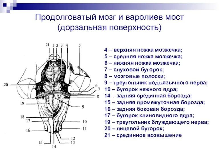 Продолговатый мозг и варолиев мост (дорзальная поверхность) 4 – верхняя ножка мозжечка; 5