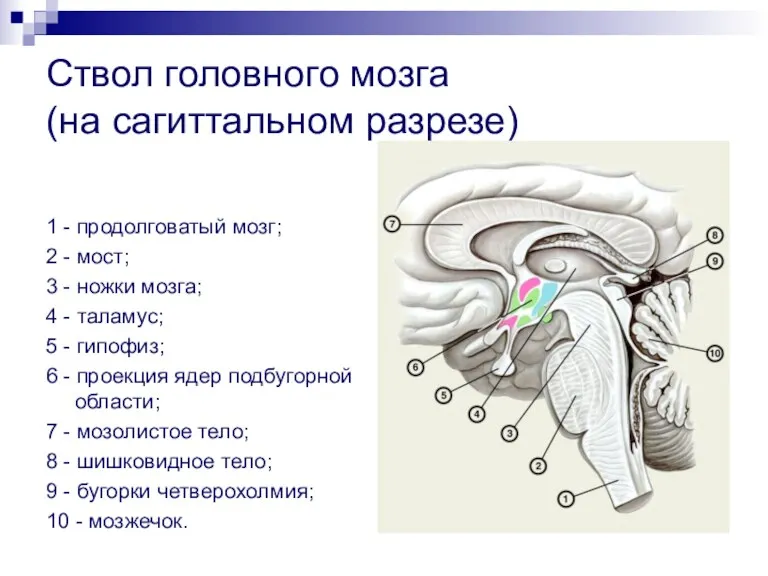 Ствол головного мозга (на сагиттальном разрезе) 1 - продолговатый мозг; 2 - мост;