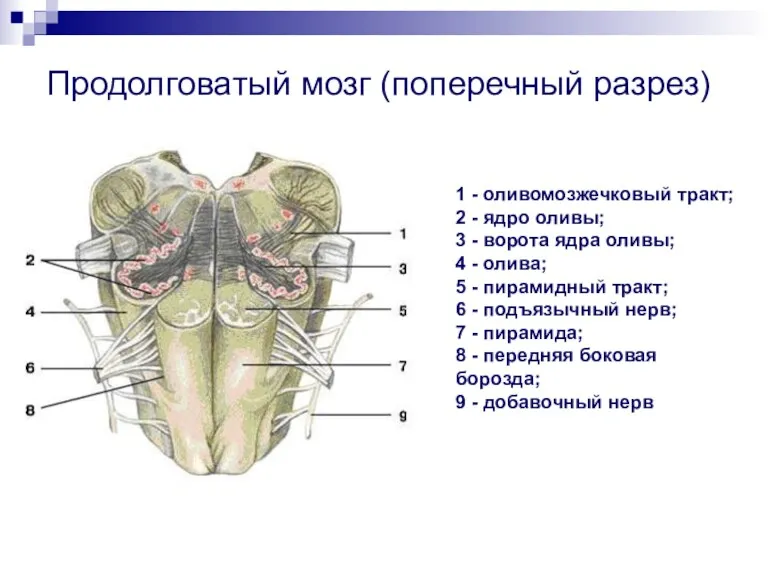 Продолговатый мозг (поперечный разрез) 1 - оливомозжечковый тракт; 2 - ядро оливы; 3