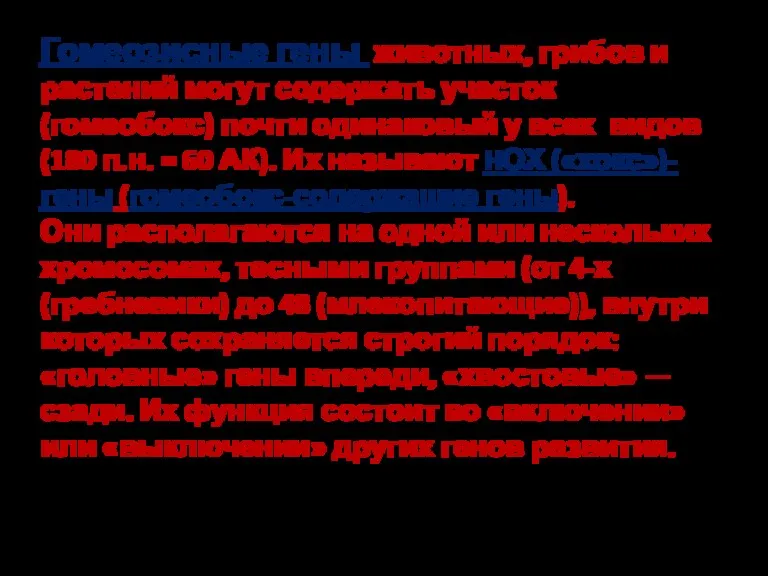 Гомеозисные гены животных, грибов и растений могут содержать участок (гомеобокс)