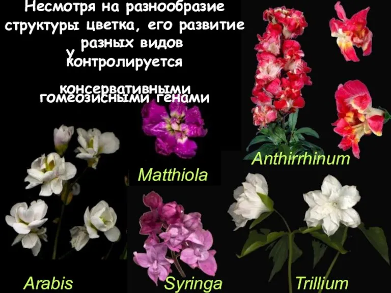 Несмотря на разнообразие структуры у цветка, его развитие разных видов