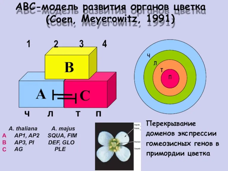 ABC-модель развития органов цветка (Coen, 2 Meyerowitz, 1991) 1 3