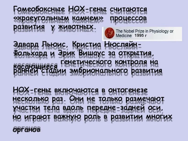 Гомеобоксные НОХ-гены считаются «краеугольным камнем» процессов развития у животных. Эдвард