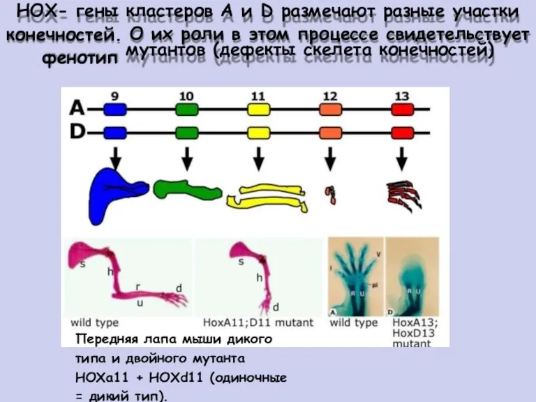 НОХ- гены конечностей. фенотип кластеров А и D размечают разные