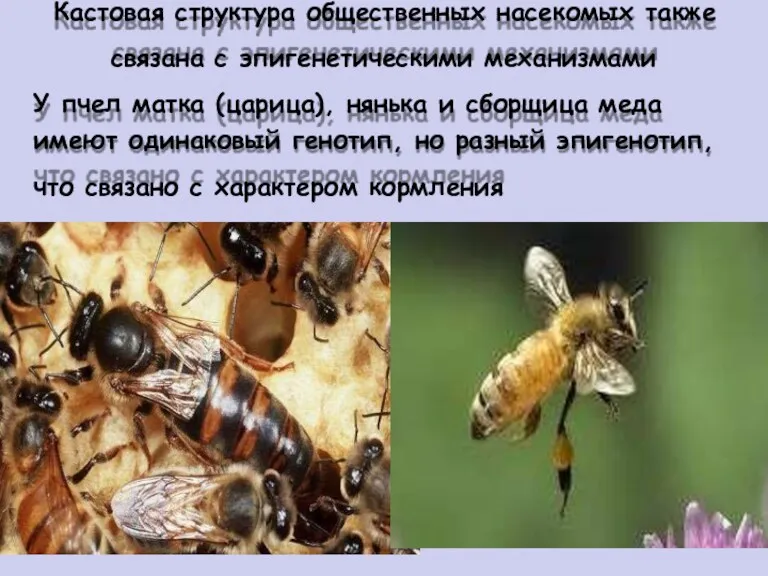 Кастовая структура общественных насекомых также связана с эпигенетическими механизмами У