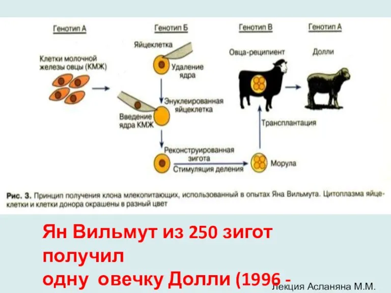Лекция Асланяна М.М. Ян Вильмут из 250 зигот получил одну овечку Долли (1996 - 2003)