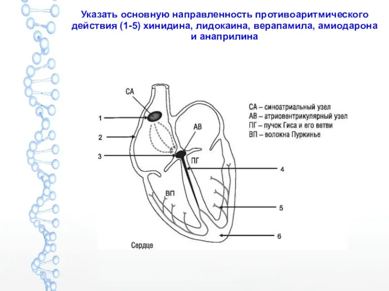 Указать основную направленность противоаритмического действия (1-5) хинидина, лидокаина, верапамила, амиодарона и анаприлина