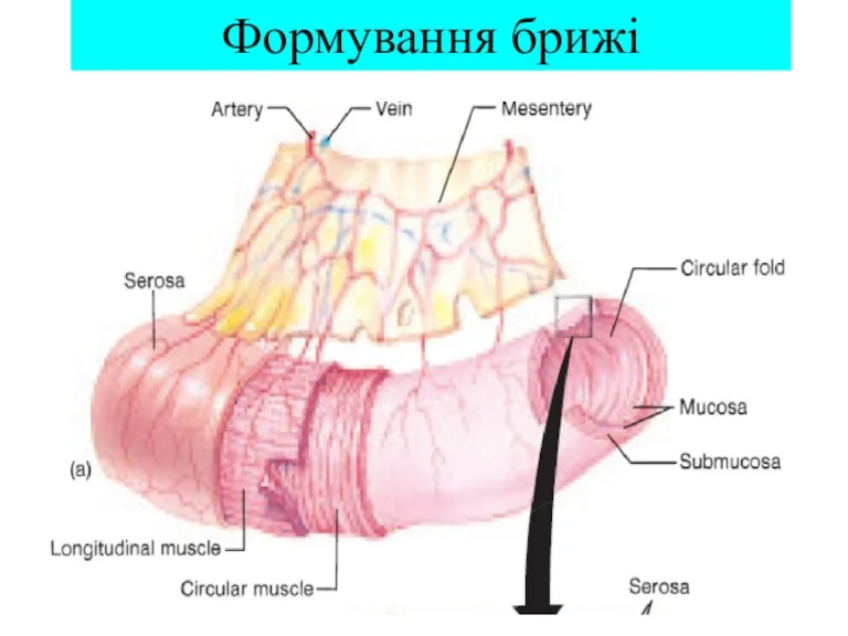 Формування брижі