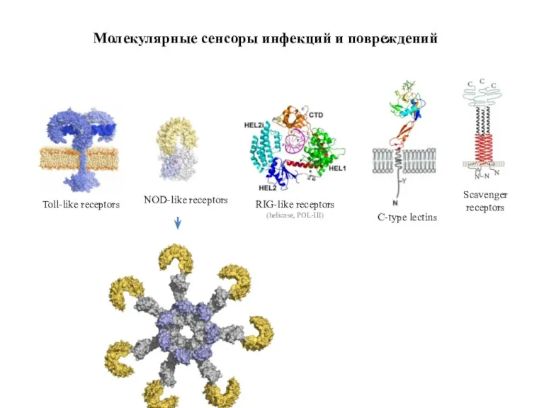 Молекулярные сенсоры инфекций и повреждений Toll-like receptors NOD-like receptors RIG-like