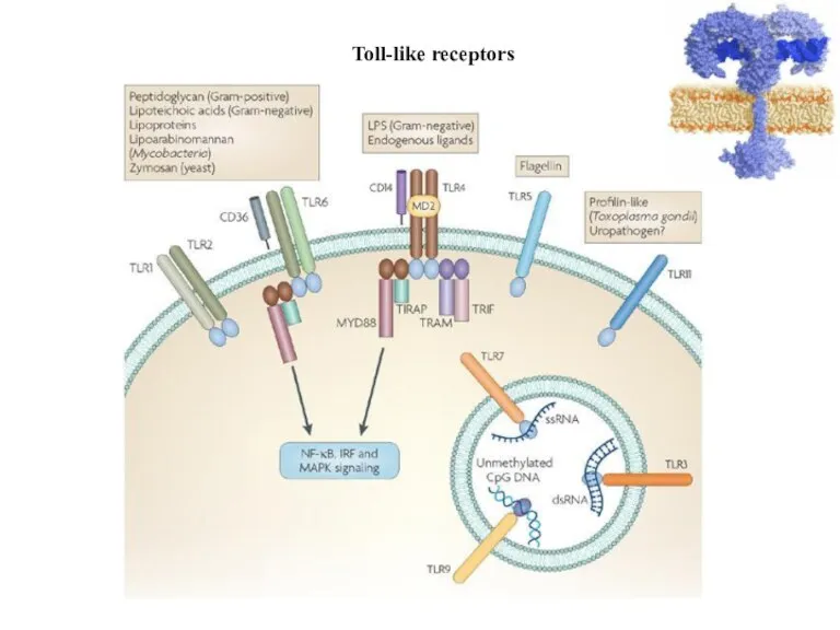 Toll-like receptors
