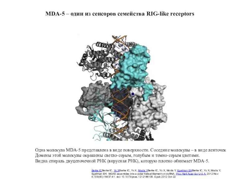 MDA-5 – один из сенсоров семейства RIG-like receptors
