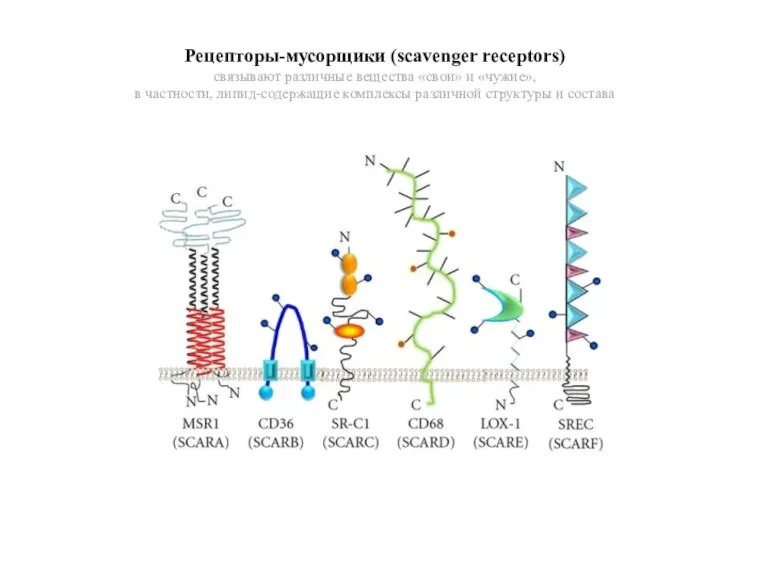 Рецепторы-мусорщики (scavenger receptors) связывают различные вещества «свои» и «чужие», в