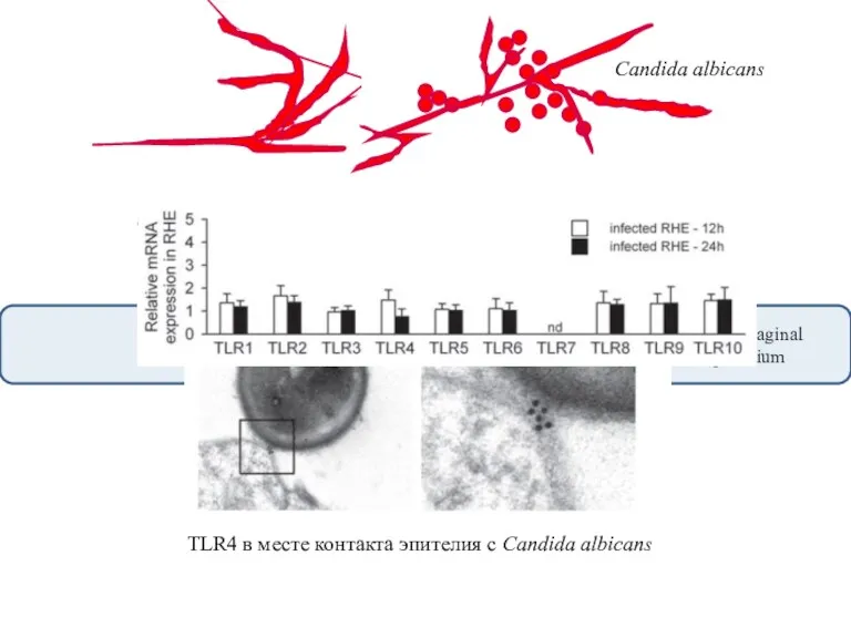 Candida albicans TLR4 в месте контакта эпителия с Candida albicans