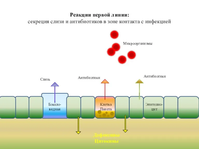Дефенсины Цитокины Реакции первой линии: секреция слизи и антибиотиков в